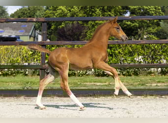 Anglo European Studbook, Mare, Foal (05/2025), Chestnut-Red
