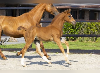 Anglo European Studbook, Mare, Foal (05/2025), Chestnut-Red
