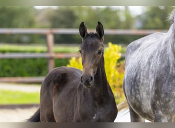 Anglo European Studbook, Mare, Foal (05/2025), Grey