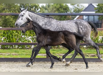 Anglo European Studbook, Mare, Foal (05/2025), Grey