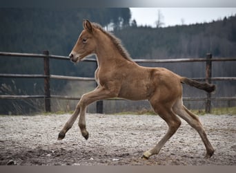Anglo European Studbook, Mare, , Pearl