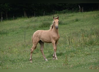 Anglo European Studbook, Mare, , Pearl