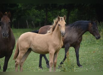 Anglo European Studbook, Mare, , Pearl