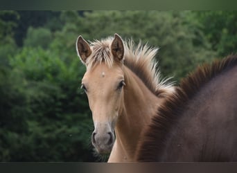 Anglo European Studbook, Mare, , Pearl