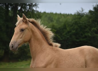 Anglo European Studbook, Mare, , Pearl