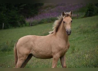 Anglo European Studbook, Mare, , Pearl