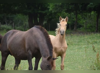 Anglo European Studbook, Mare, , Pearl