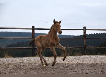 Anglo European Studbook, Mare, , Pearl
