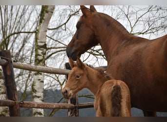 Anglo European Studbook, Mare, , Pearl