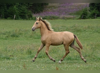 Anglo European Studbook, Mare, , Pearl