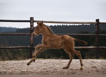 Anglo European Studbook, Mare, , Pearl