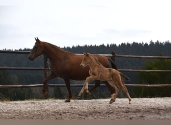 Anglo European Studbook, Mare, , Pearl