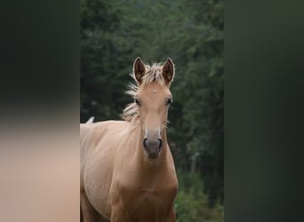 Anglo European Studbook, Mare, , Pearl
