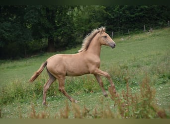Anglo European Studbook, Mare, , Pearl