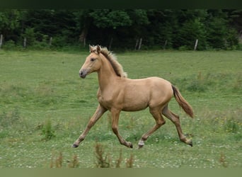 Anglo European Studbook, Mare, , Pearl