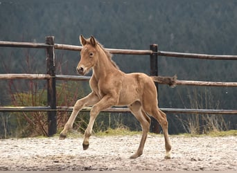 Anglo European Studbook, Mare, , Pearl