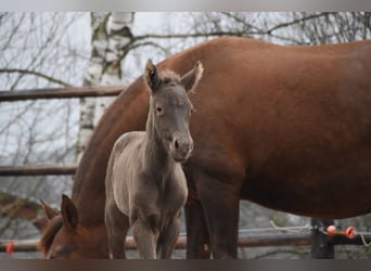 Anglo European Studbook, Mare, Foal (01/2024), Pearl