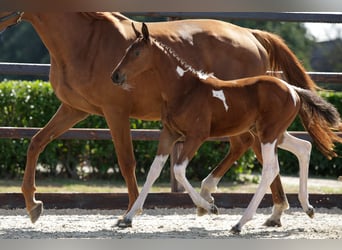 Anglo European Studbook, Mare, Foal (05/2026), Pinto
