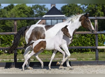 Anglo European Studbook, Mare, Foal (05/2026), Pinto