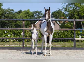 Anglo European Studbook, Mare, Foal (05/2026), Pinto