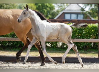 Anglo European Studbook, Mare, Foal (06/2026), Pinto