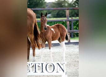 Anglo European Studbook, Mare, Foal (05/2026), Pinto