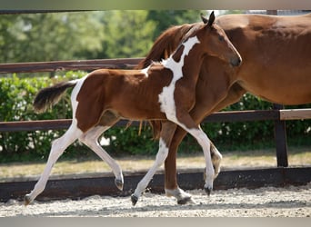Anglo European Studbook, Mare, Foal (05/2026), Pinto