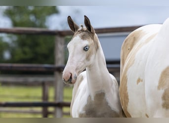 Anglo European Studbook, Mare, Foal (04/2026), Pinto