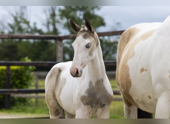 Anglo European Studbook, Mare, Foal (04/2026), Pinto