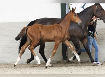 Anglo European Studbook, Mare, Foal (03/2025)
