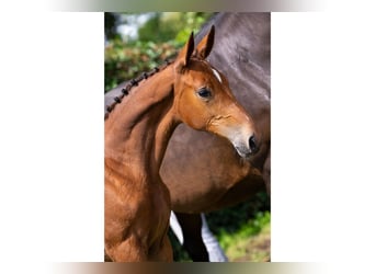Anglo European Studbook, Mare, Foal (03/2025)