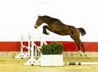 Anglo European Studbook, Ogier, 1 Rok, 143 cm