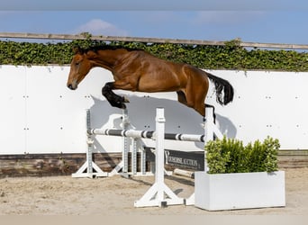 Anglo European Studbook, Ogier, 2 lat, 155 cm