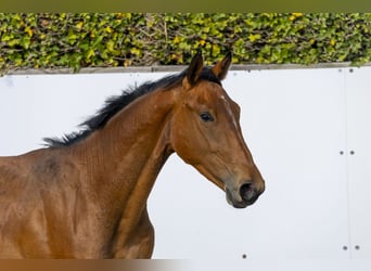 Anglo European Studbook, Ogier, 2 lat, 155 cm