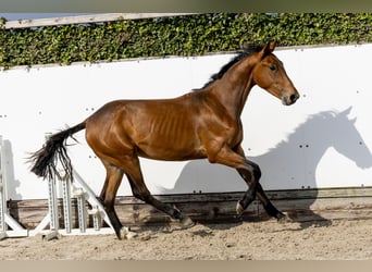 Anglo European Studbook, Ogier, 2 lat, 155 cm