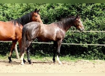 Anglo European Studbook, Ogier, 2 lat, 155 cm, Siwa