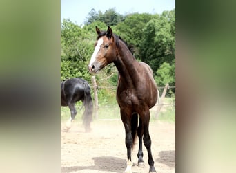 Anglo European Studbook, Ogier, 2 lat, 155 cm, Siwa