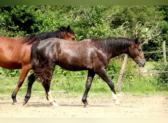 Anglo European Studbook, Ogier, 2 lat, 155 cm, Siwa