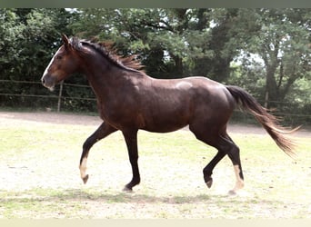 Anglo European Studbook, Ogier, 2 lat, 155 cm, Siwa
