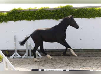 Anglo European Studbook, Ogier, 2 lat, 157 cm, Kara