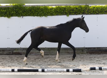 Anglo European Studbook, Ogier, 2 lat, 157 cm, Kara