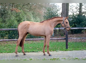 Anglo European Studbook, Ogier, 3 lat, 164 cm