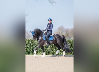 Anglo European Studbook, Ogier, 15 lat, 170 cm, Kara
