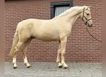 Anglo European Studbook, Semental, 2 años, 162 cm, Palomino