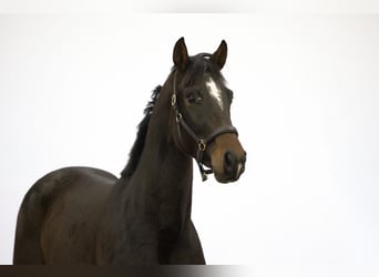 Anglo European Studbook, Semental, 2 años, 170 cm, Castaño oscuro