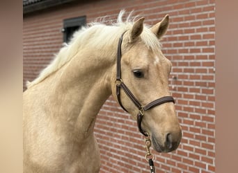 Anglo European Studbook, Semental, 3 años, 162 cm, Palomino
