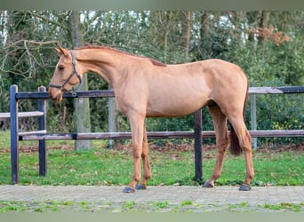 Anglo European Studbook, Semental, 3 años, 164 cm