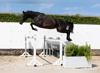 Anglo European Studbook, Semental, 3 años, 166 cm, Castaño oscuro