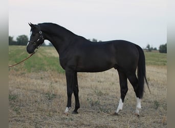 Anglo European Studbook, Semental, 3 años, 170 cm, Castaño oscuro