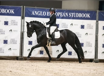 Anglo European Studbook Mestizo, Semental, 4 años, 162 cm, Negro